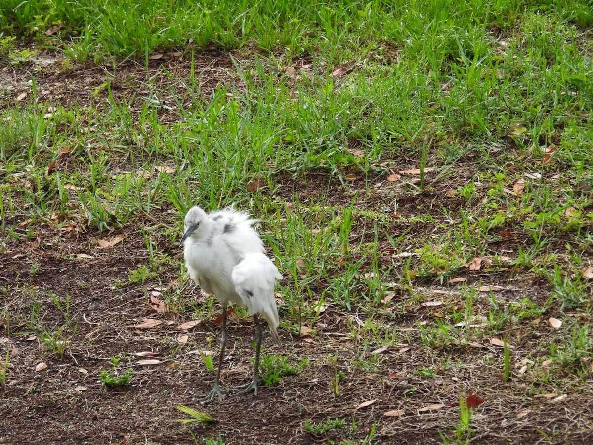 Little Blue Heron - ML620525788