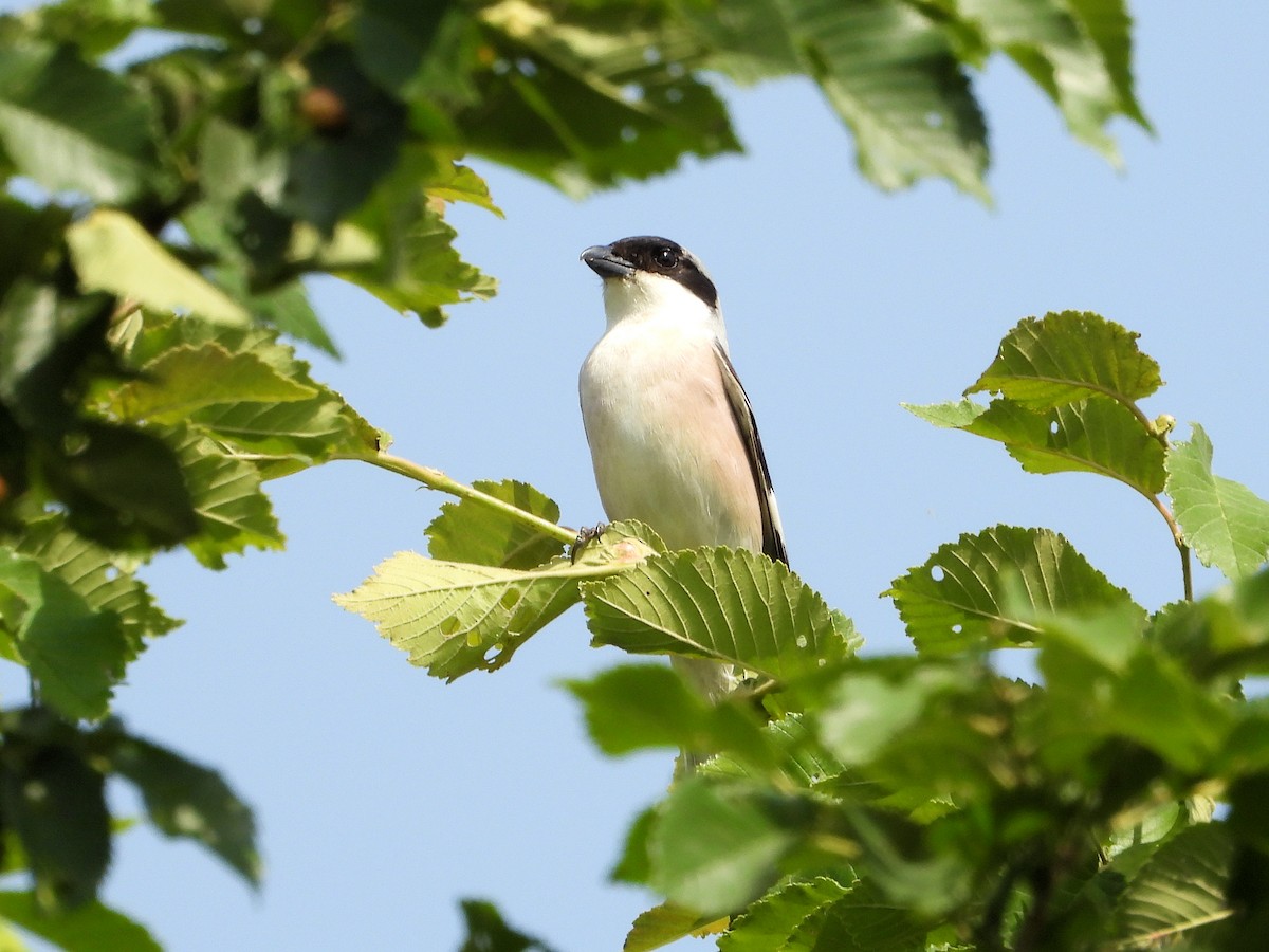 Lesser Gray Shrike - ML620525790