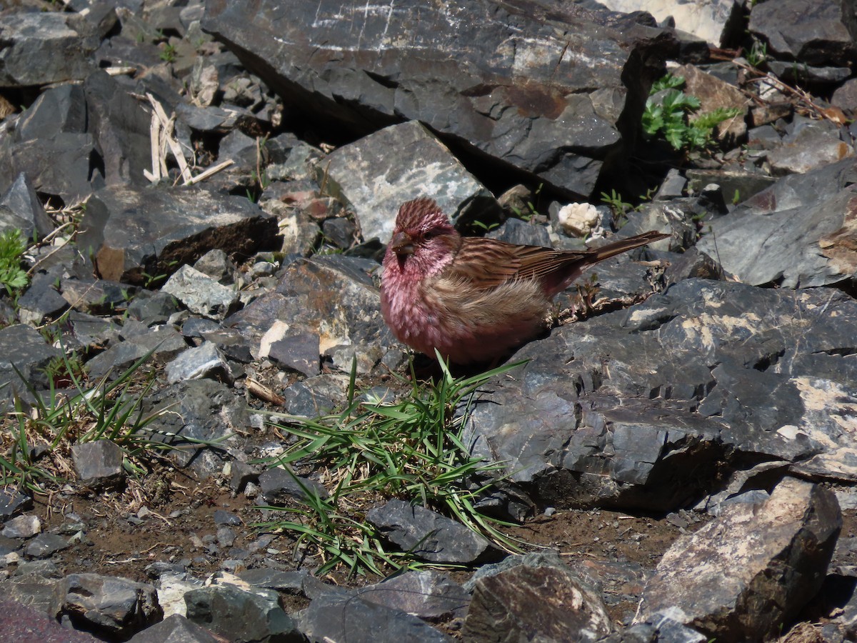 Chinese Beautiful Rosefinch - ML620525793