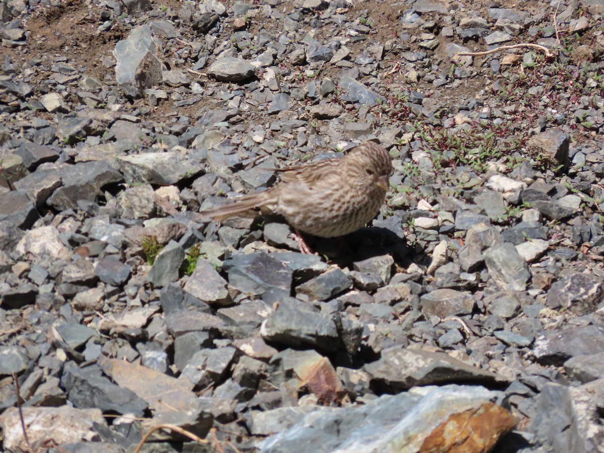 Chinese Beautiful Rosefinch - ML620525794