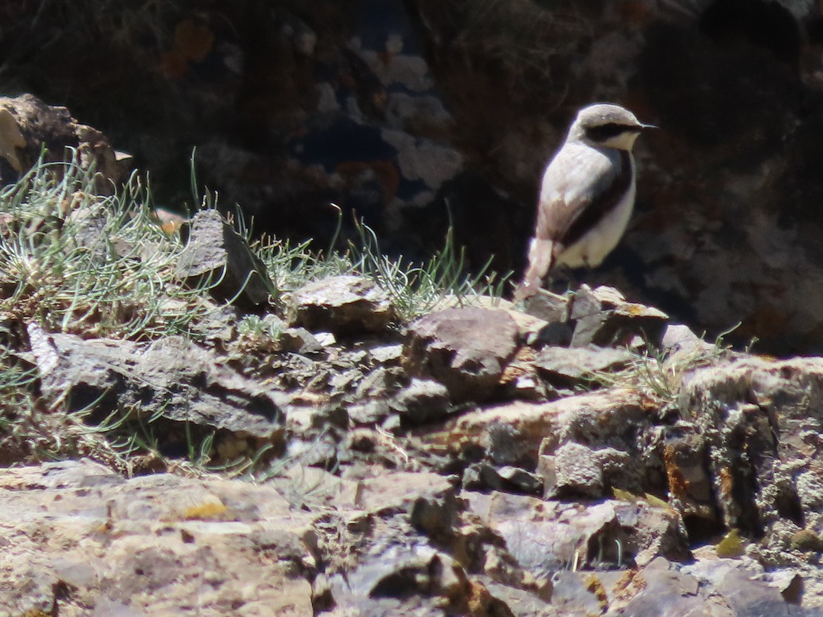 Northern Wheatear - Jeff Hopkins