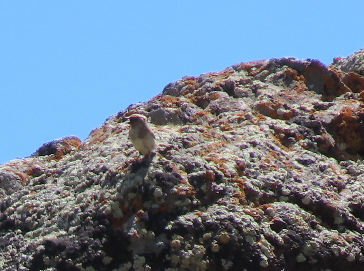 Mongolian Accentor - ML620525803