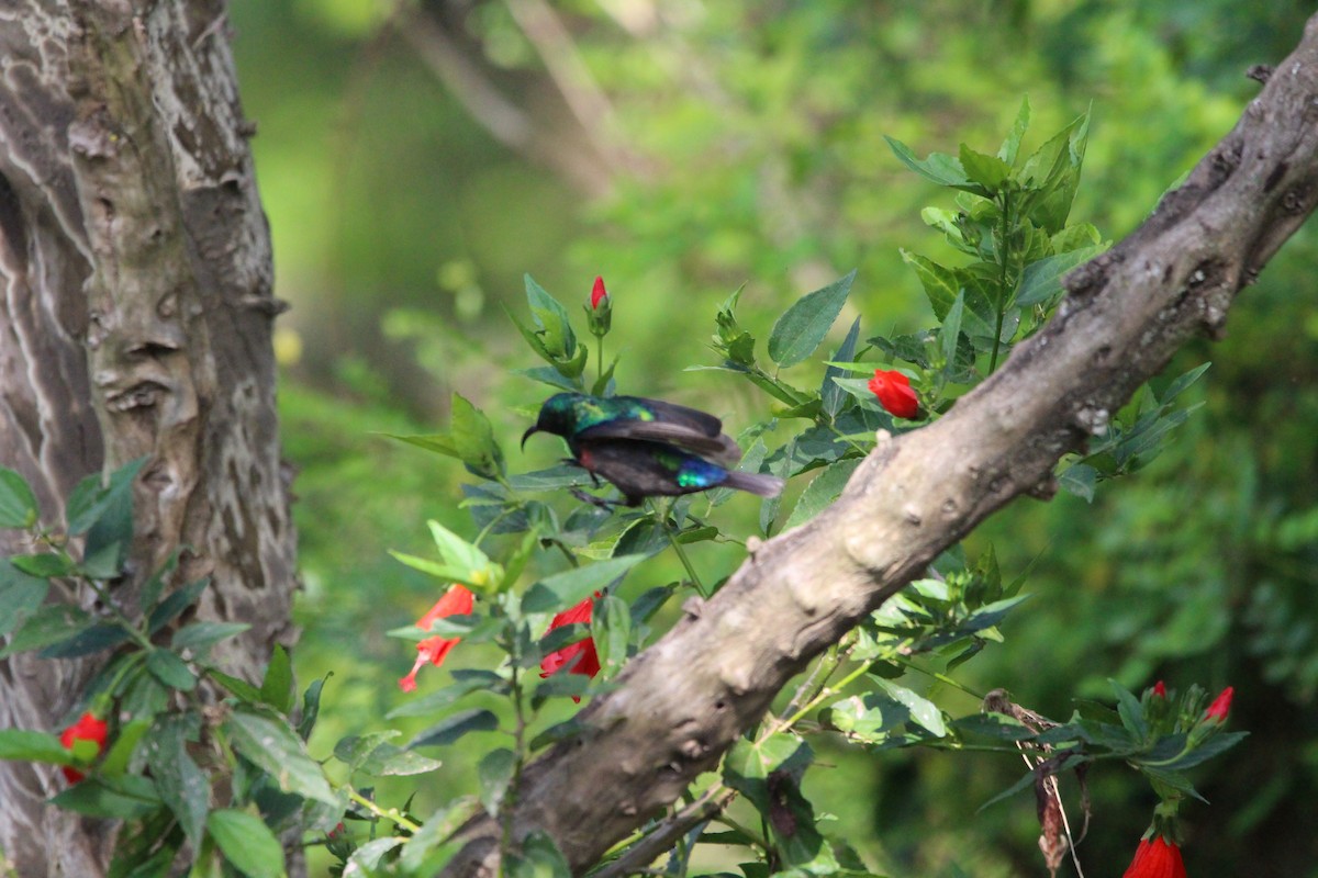 Marico Sunbird - Premkumar Vadapalli