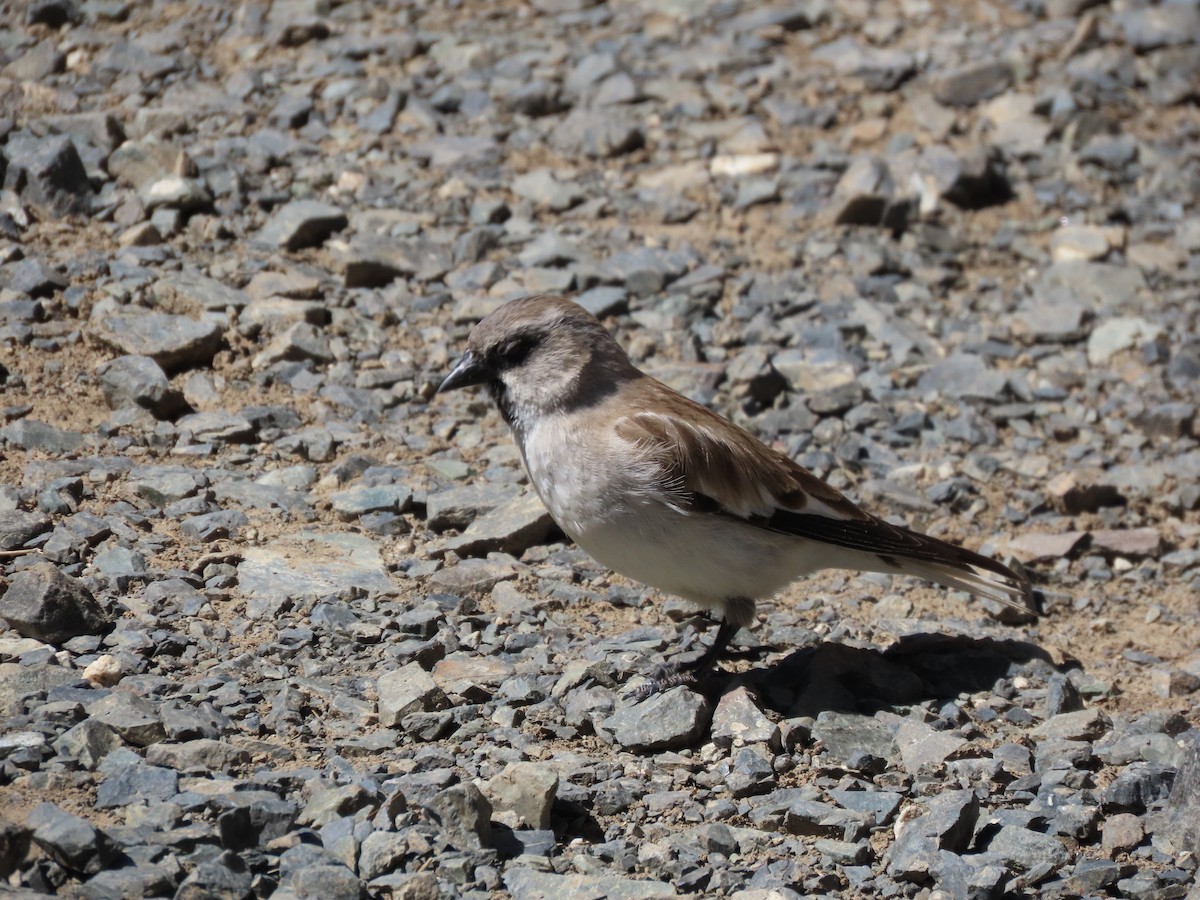 White-winged Snowfinch - ML620525816