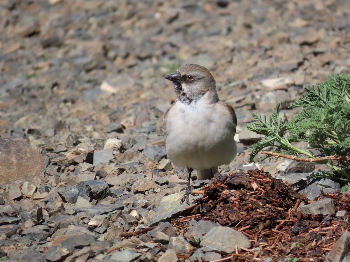 White-winged Snowfinch - ML620525821