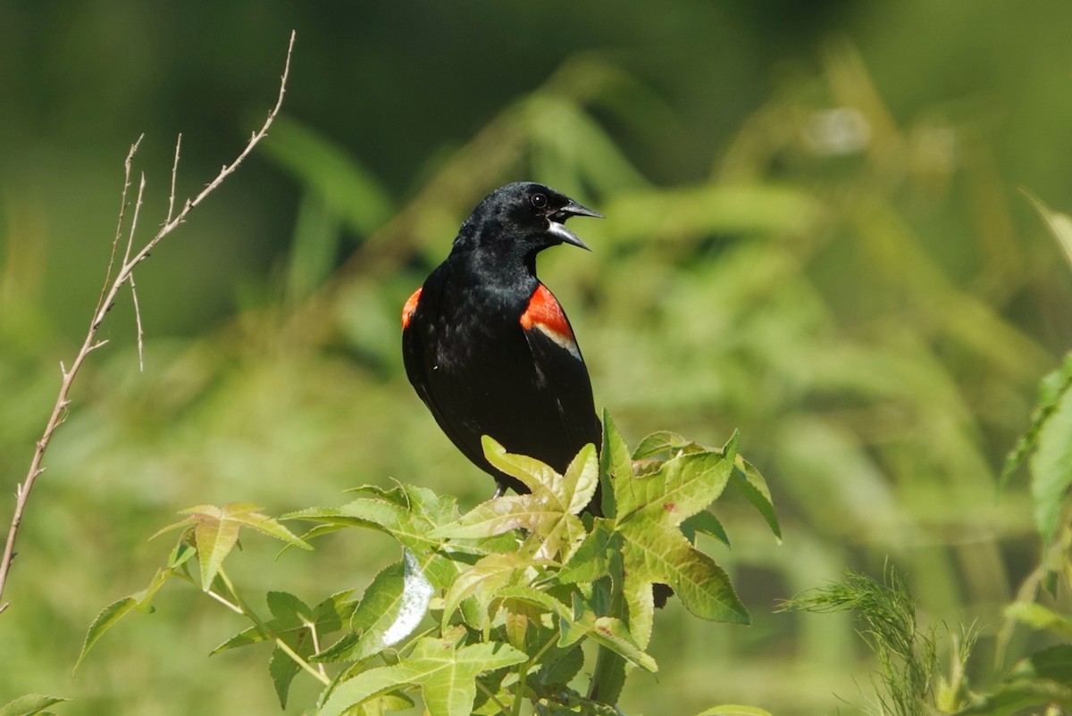 Red-winged Blackbird - ML620525826