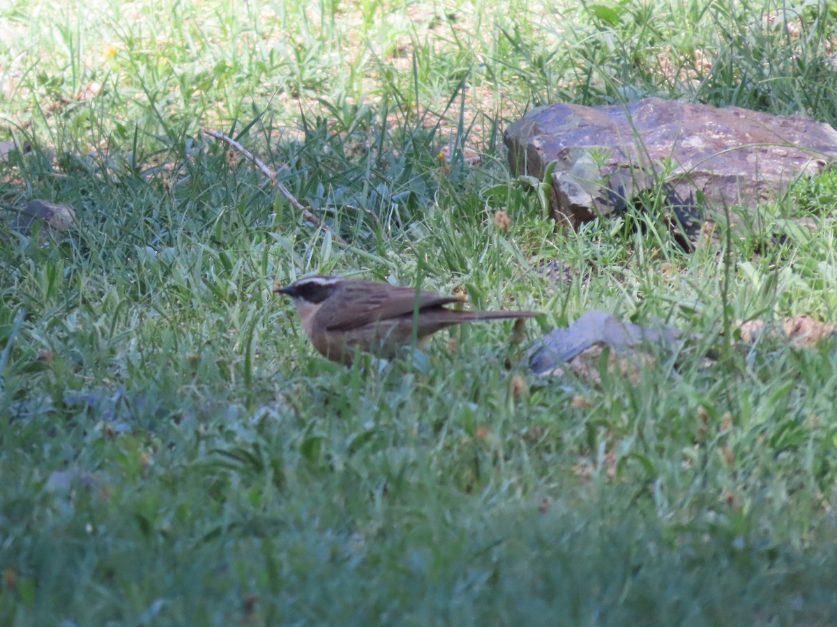 Brown Accentor - ML620525828