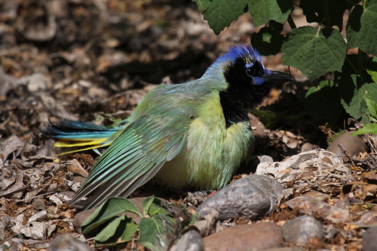 Green Jay - ML620525832