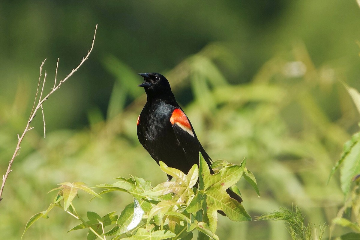 Red-winged Blackbird - ML620525835