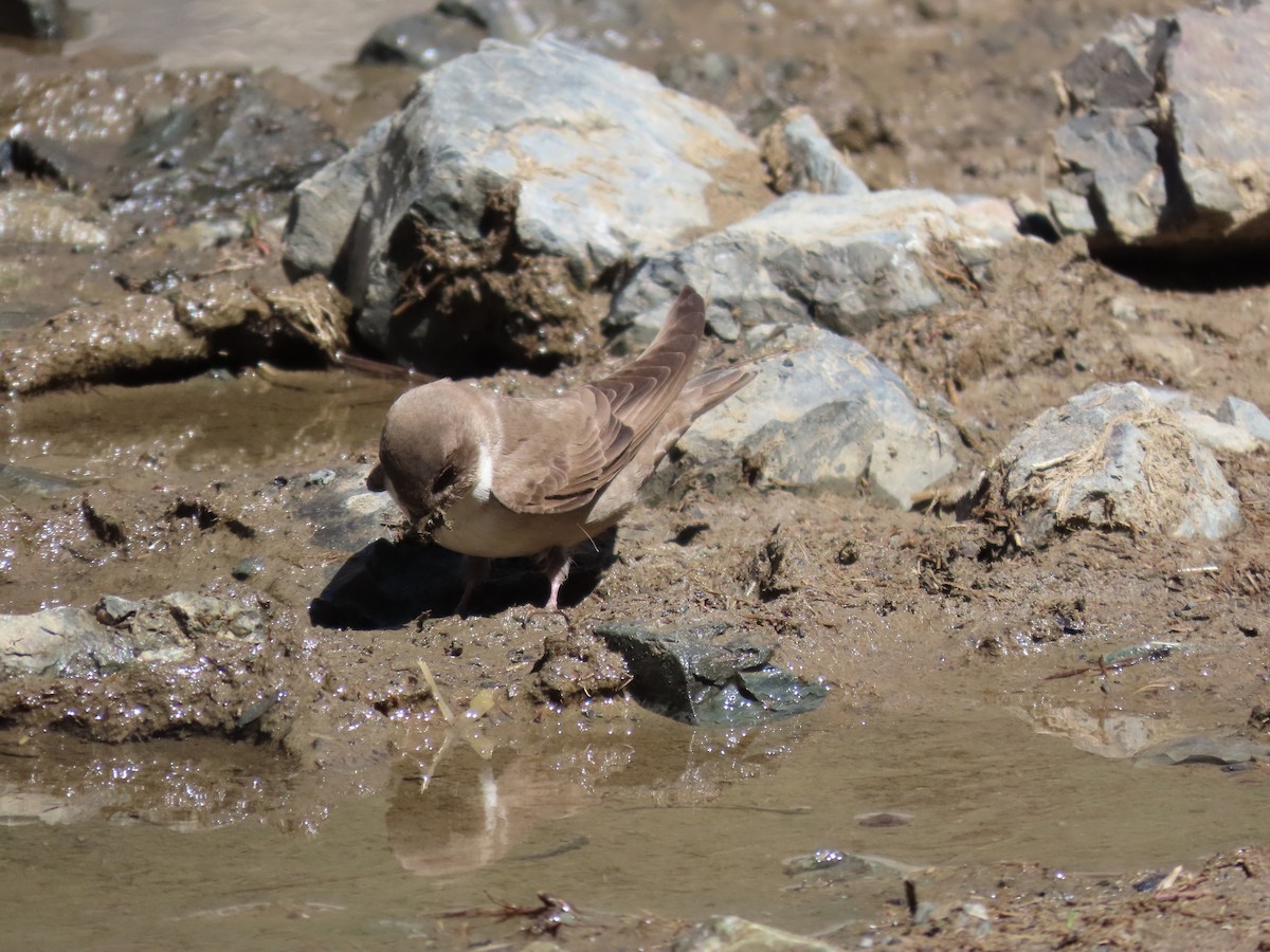 Eurasian Crag-Martin - ML620525836