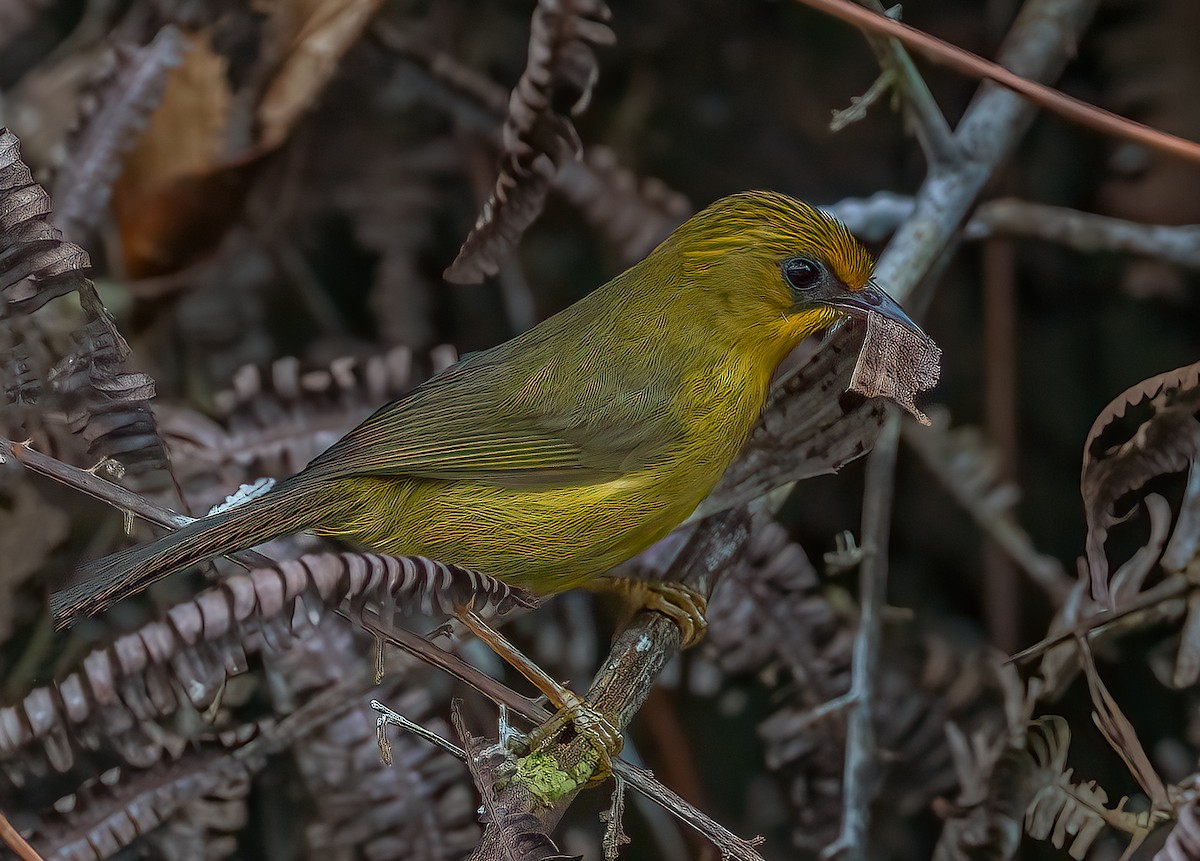 Golden Babbler - ML620525839