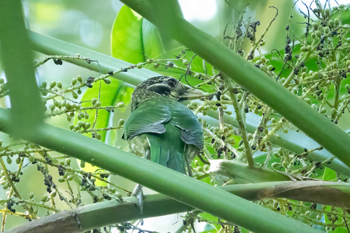 Spotted Catbird - ML620525841