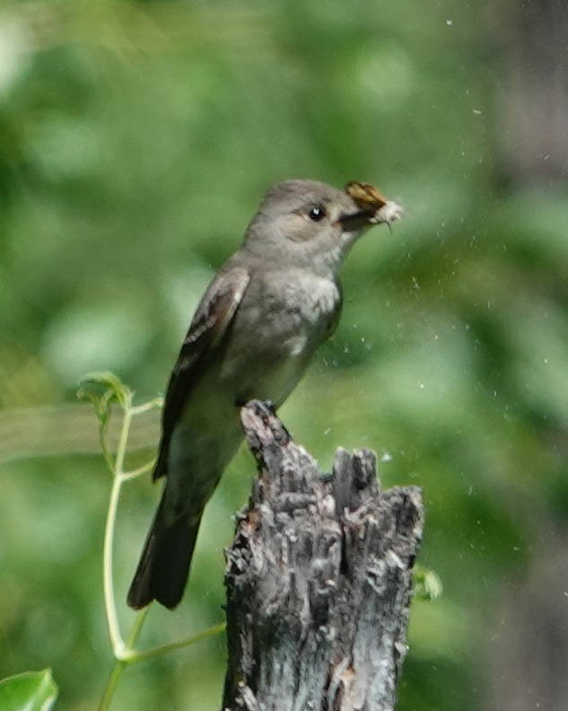 Western Wood-Pewee - ML620525842