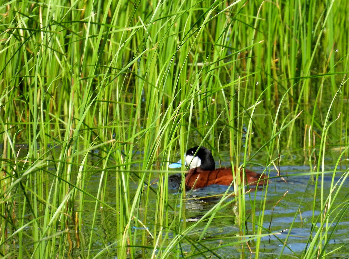 Ruddy Duck - ML620525843