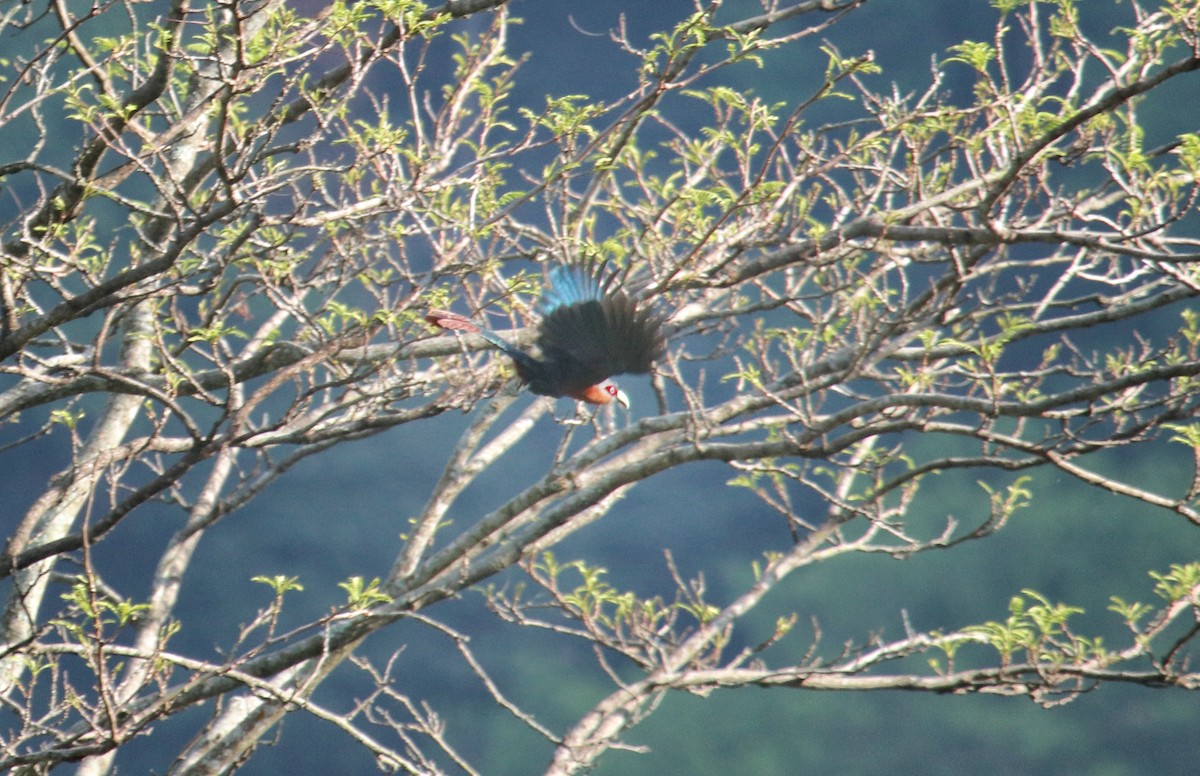 Chestnut-breasted Malkoha - ML620525845