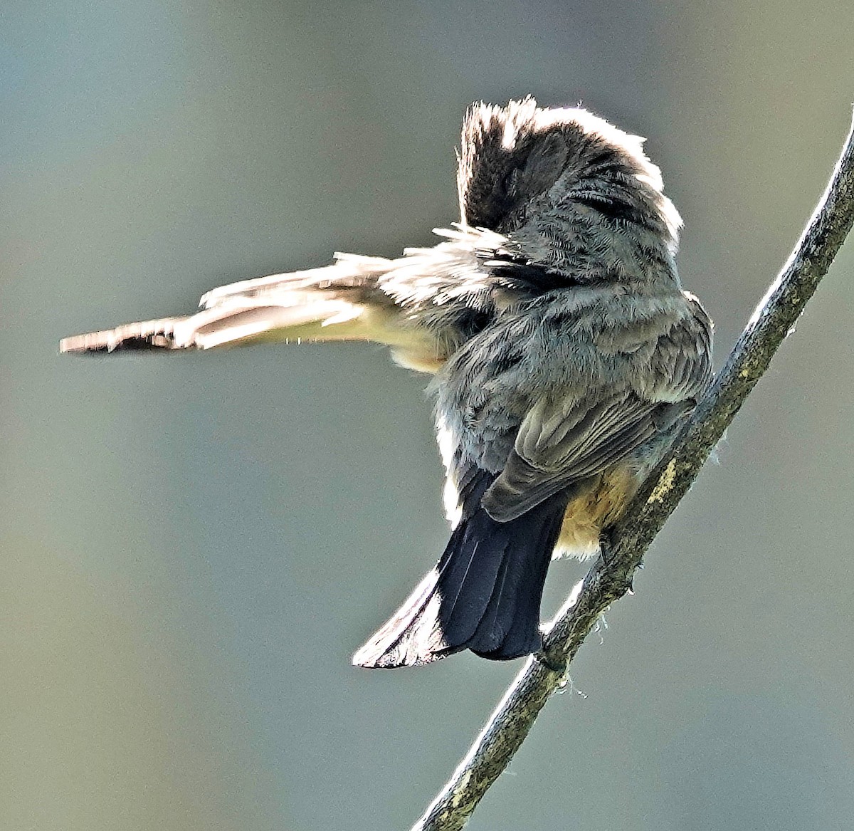 Say's Phoebe - Doug Wassmer