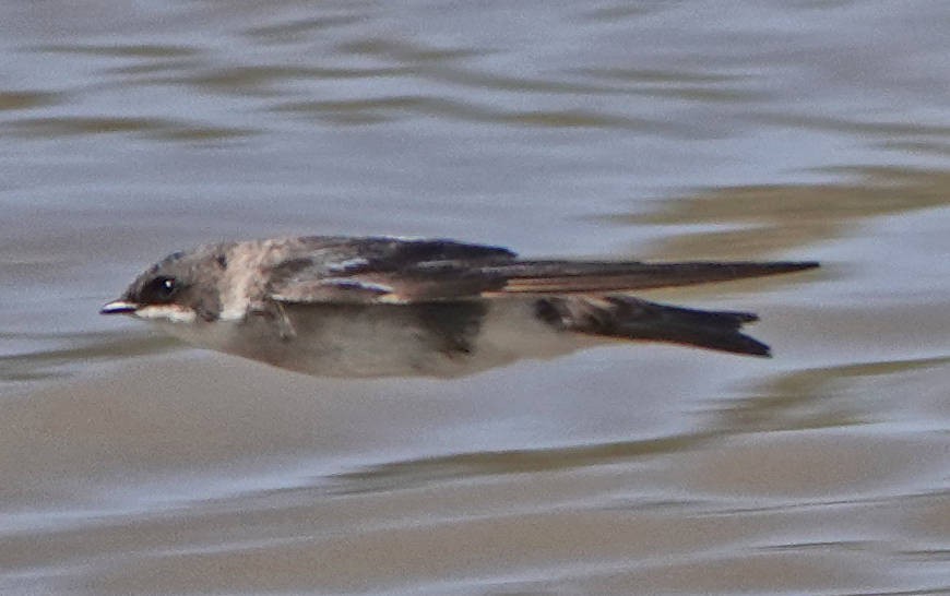 Cliff Swallow - ML620525851