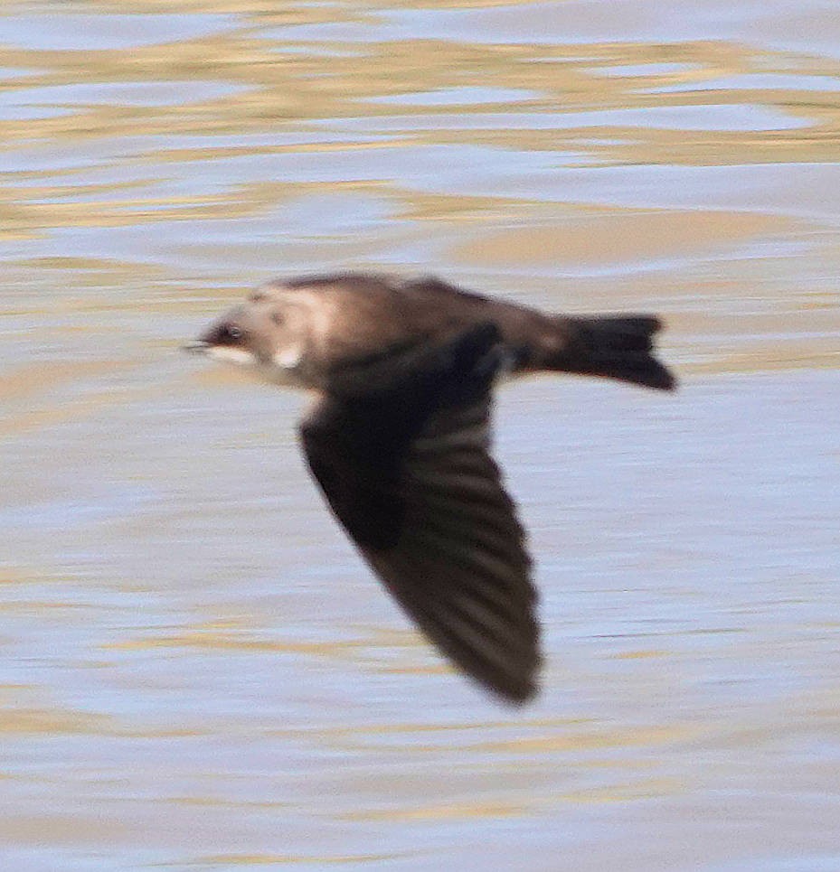 Cliff Swallow - ML620525852