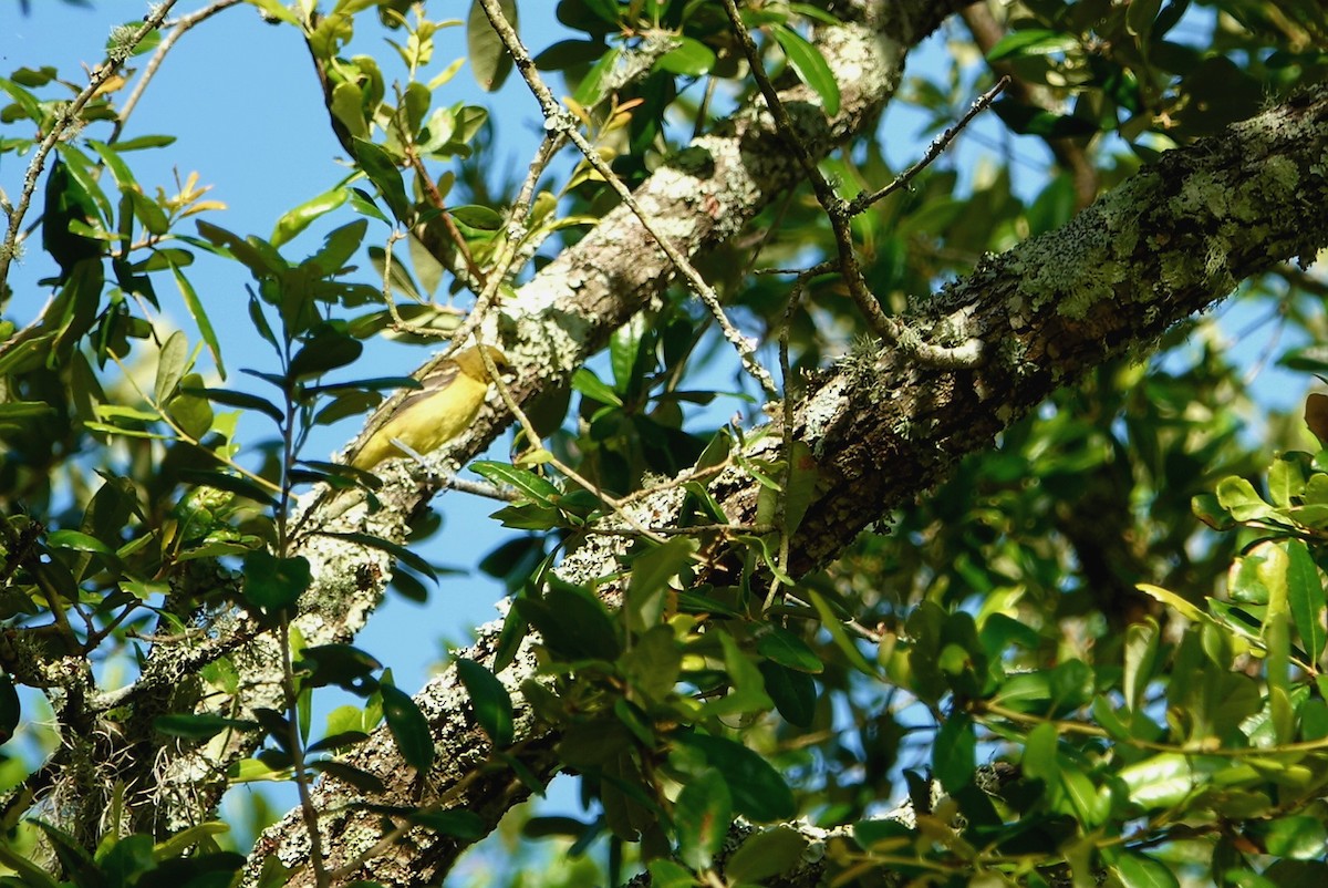 Orchard Oriole - ML620525859