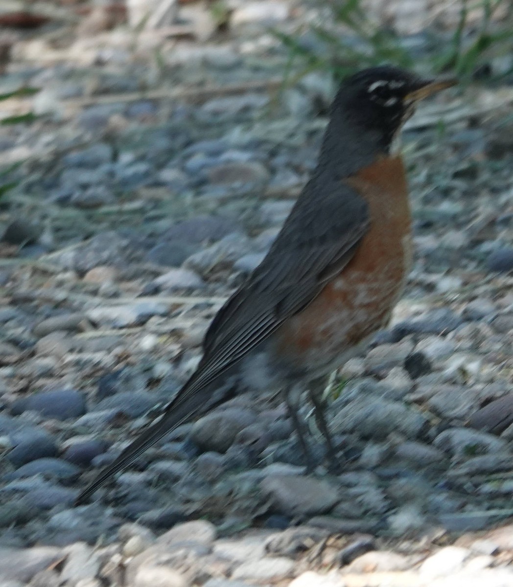 American Robin - ML620525860