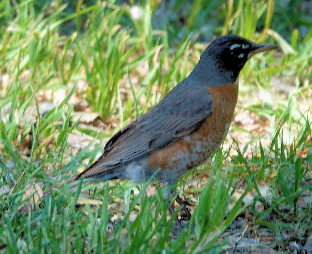 American Robin - ML620525861