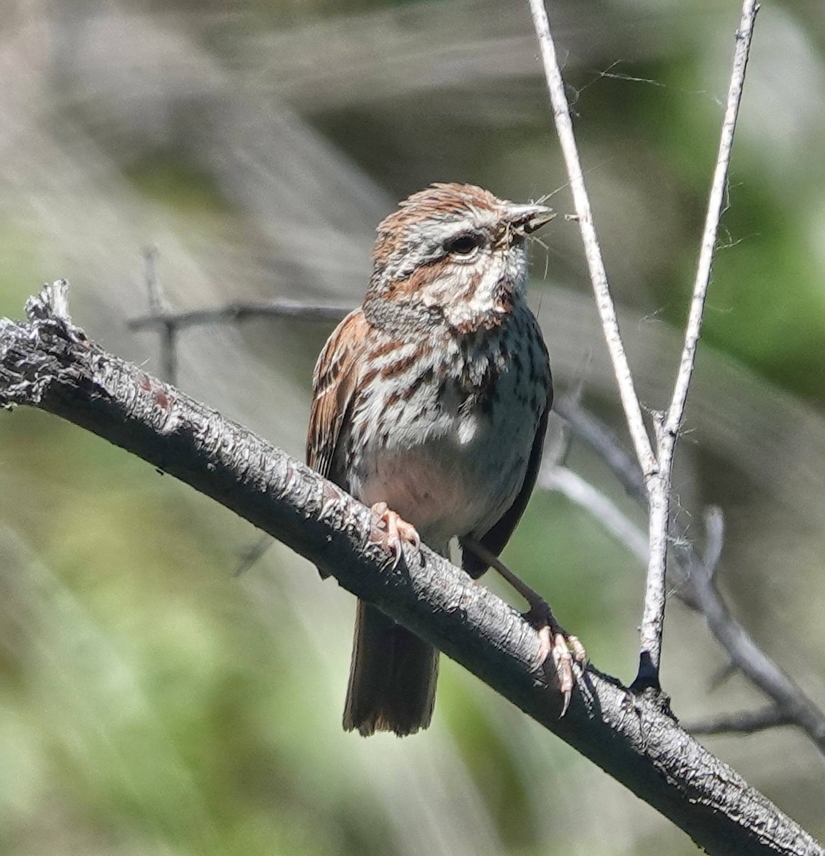 Song Sparrow - ML620525866