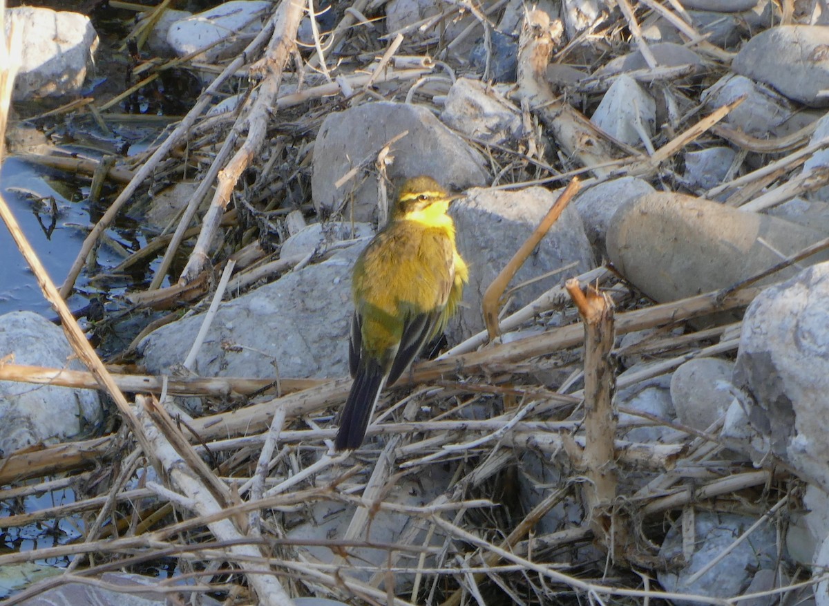 Western Yellow Wagtail (xanthophrys-type intergrade) - ML620525867