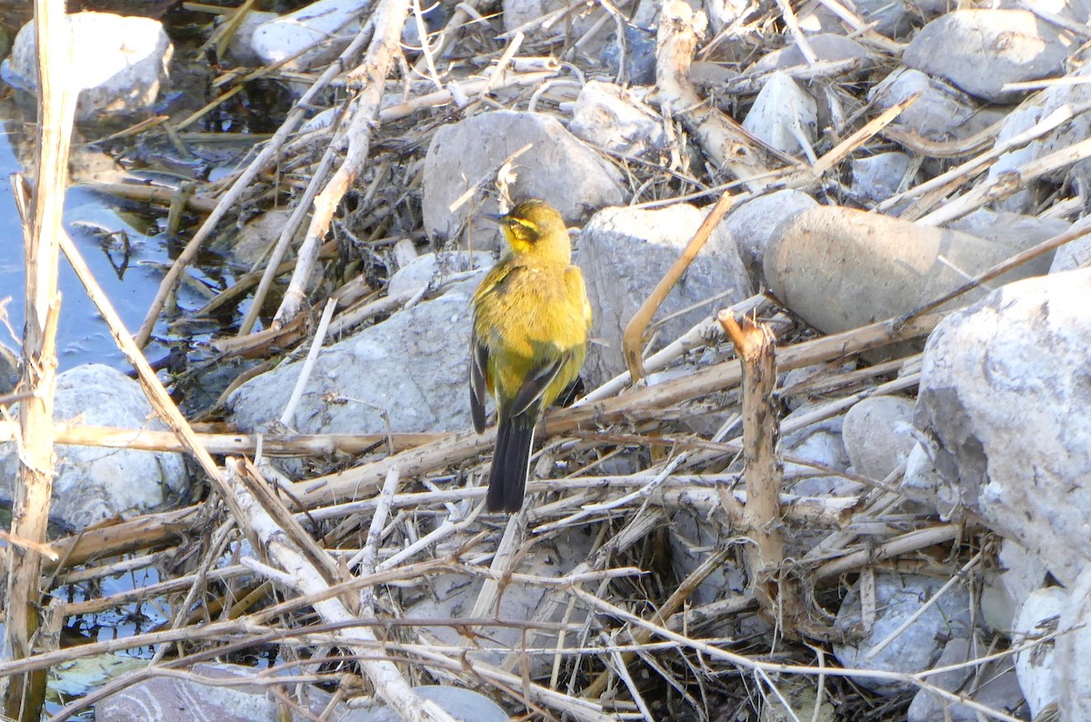 Western Yellow Wagtail (xanthophrys-type intergrade) - ML620525868