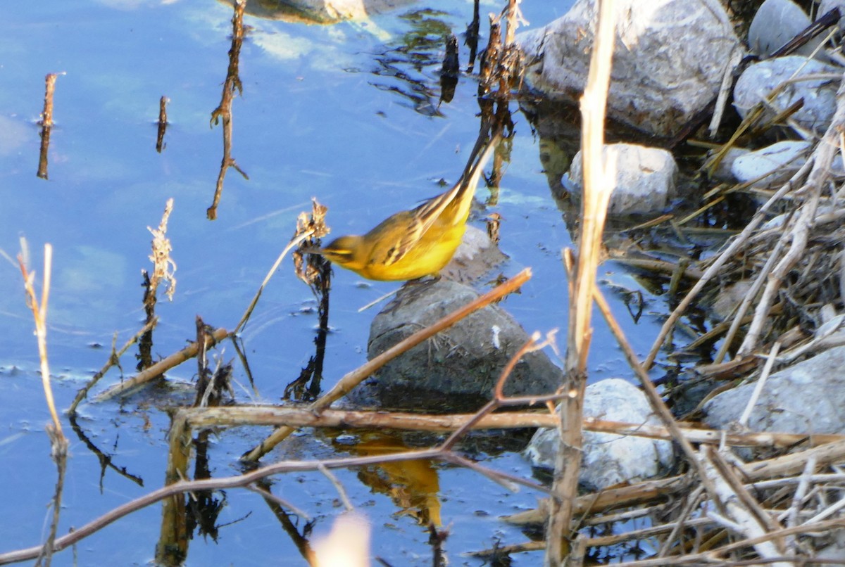 Western Yellow Wagtail (xanthophrys-type intergrade) - ML620525869