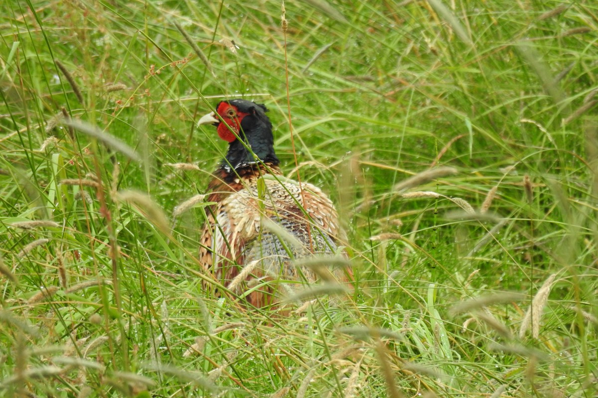 Ring-necked Pheasant - ML620525870