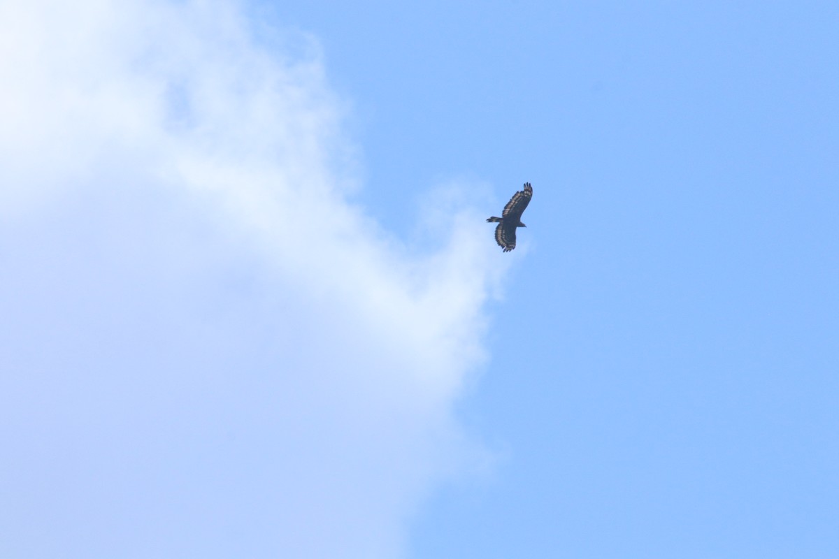 Crested Serpent-Eagle - ML620525871