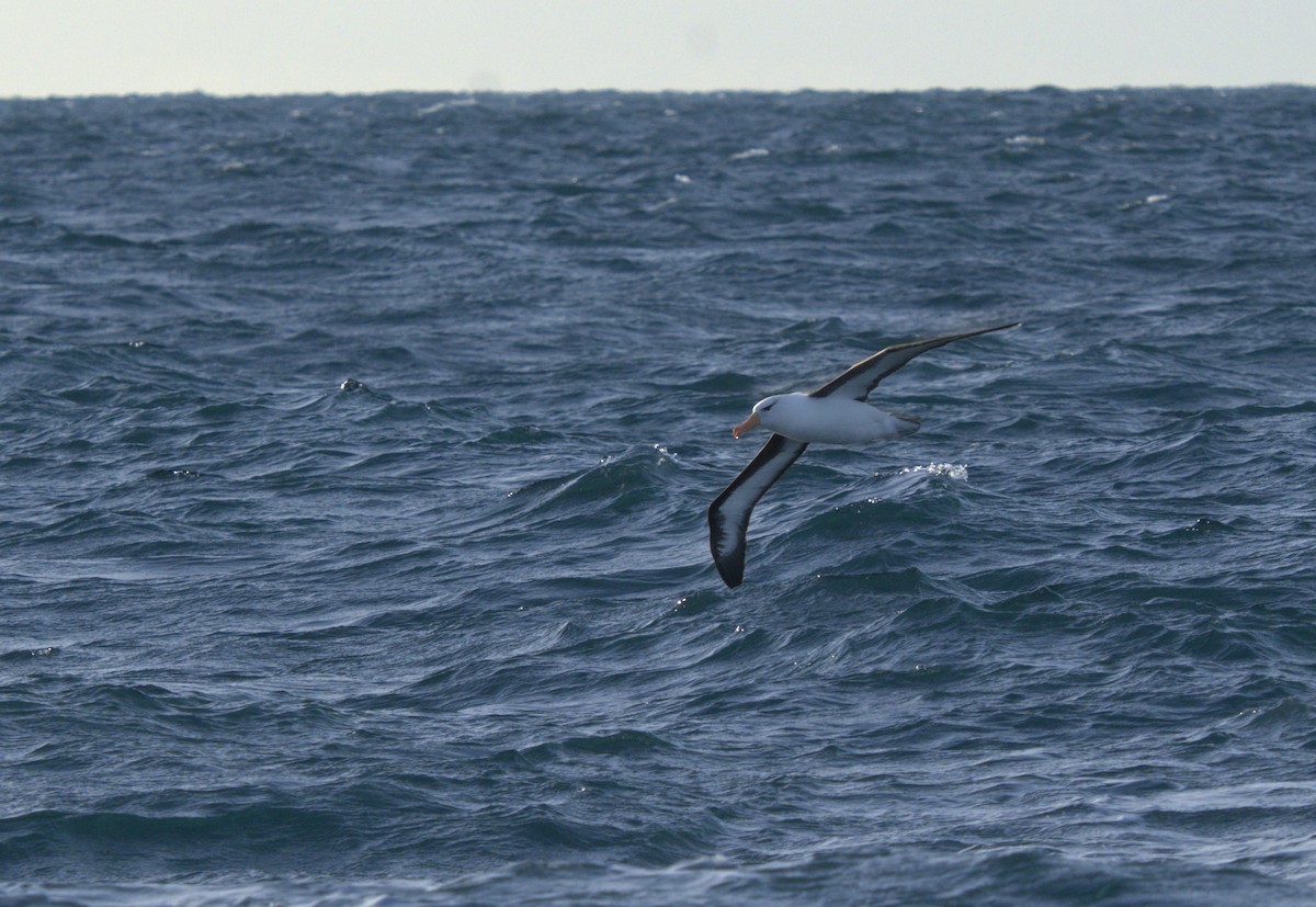 Albatros à sourcils noirs (melanophris) - ML620525874