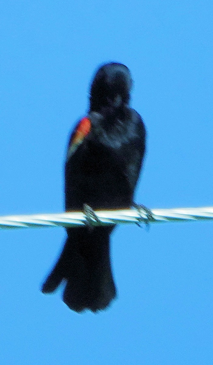 Red-winged Blackbird - ML620525875