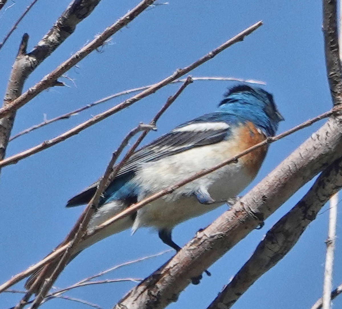 Lazuli Bunting - ML620525878