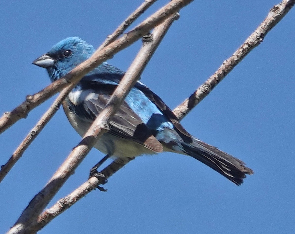 Lazuli Bunting - ML620525879