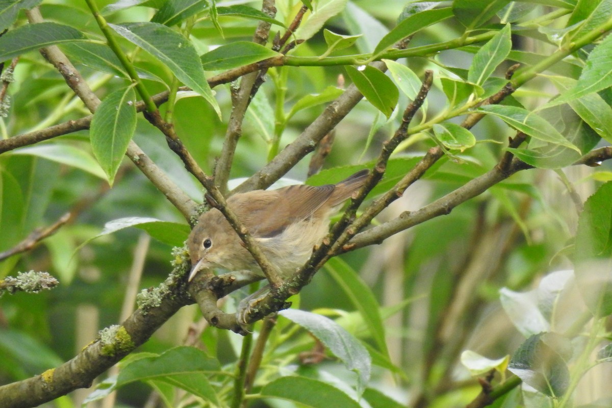 Common Reed Warbler - ML620525880