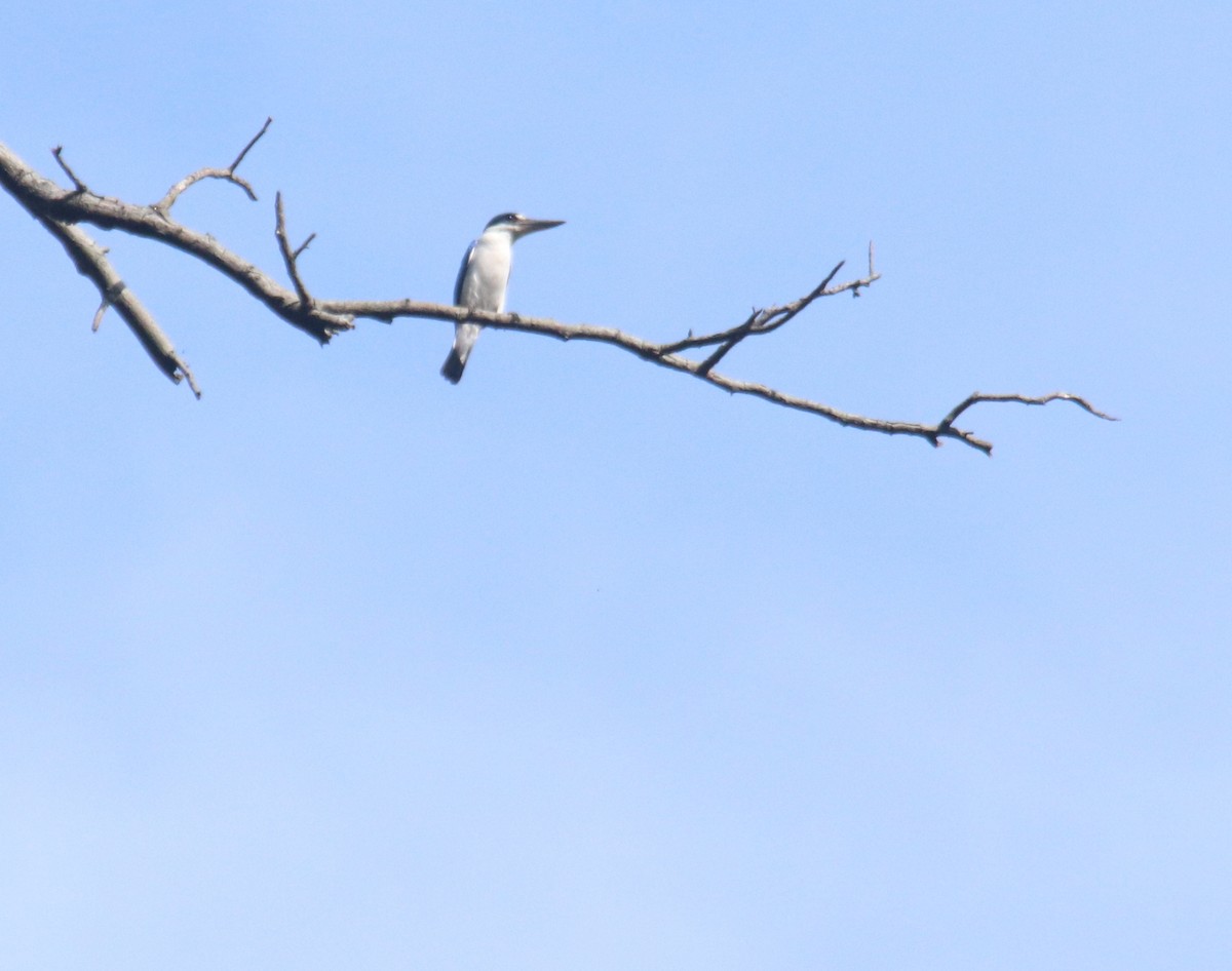 Collared Kingfisher - ML620525881