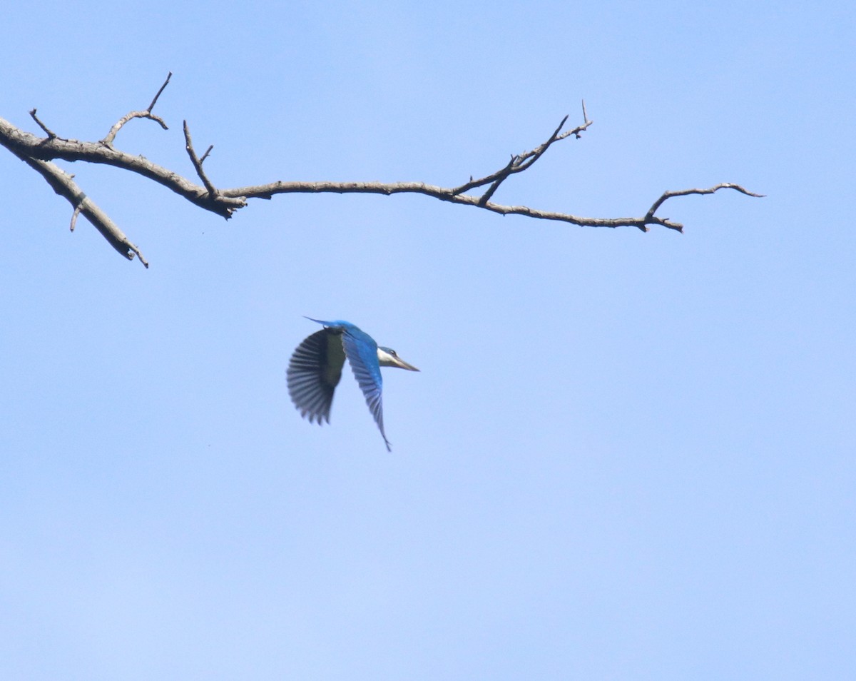 Collared Kingfisher - ML620525882