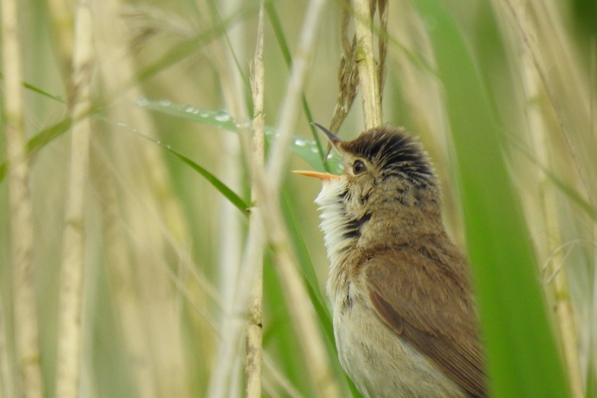 Common Reed Warbler - ML620525887