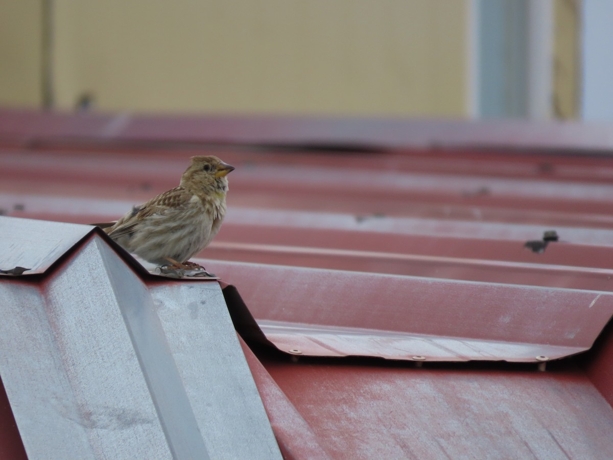 Rock Sparrow - ML620525888