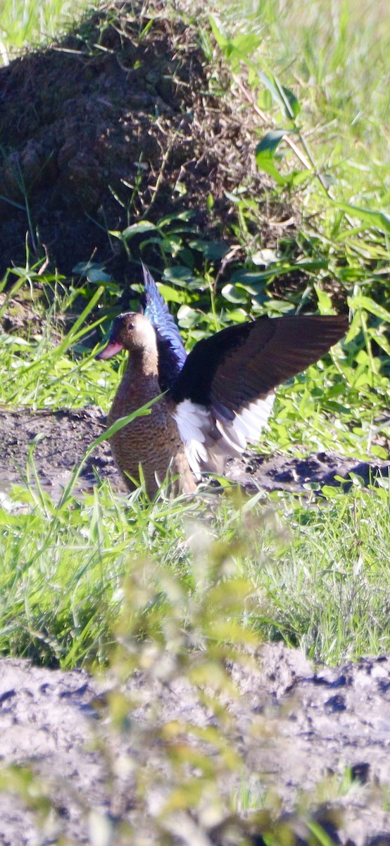 Pato Brasileño - ML620525889