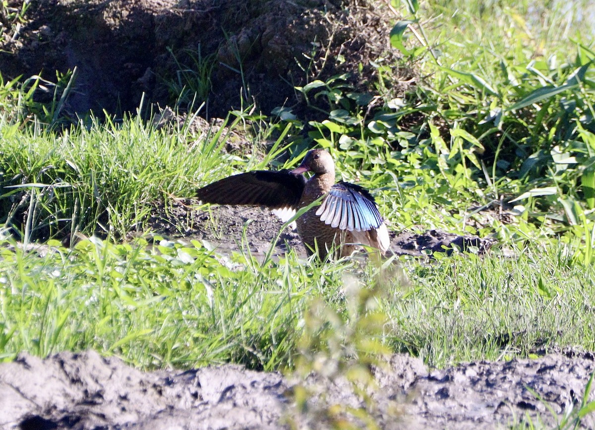 Pato Brasileño - ML620525890