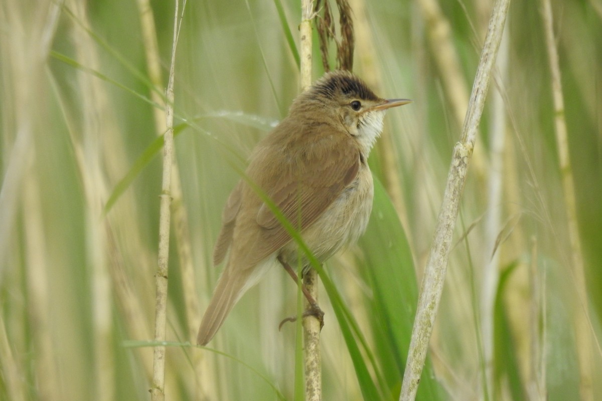 Common Reed Warbler - ML620525892