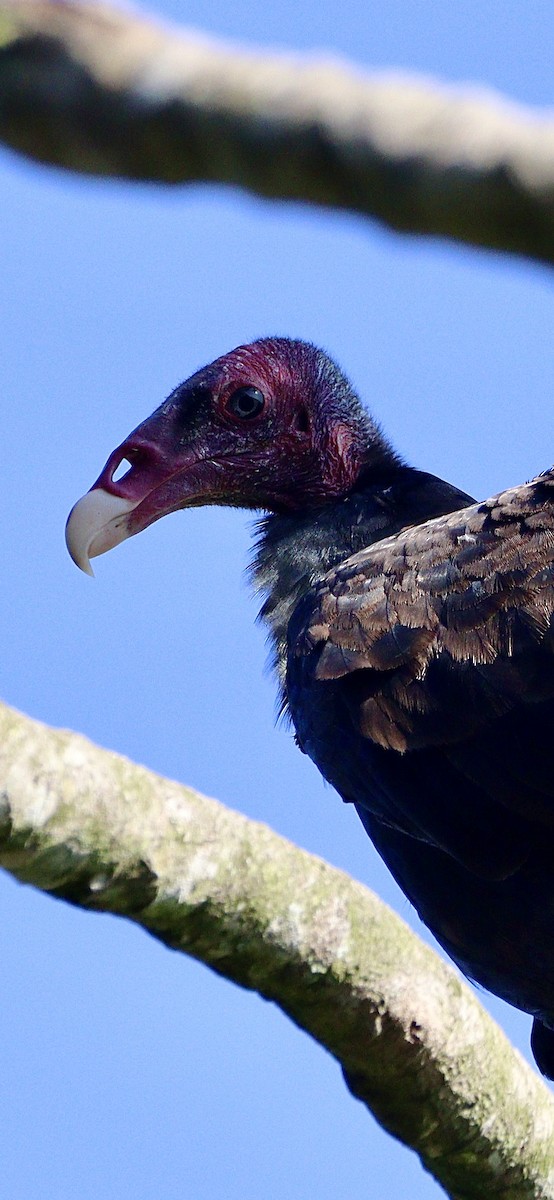 Turkey Vulture - ML620525895