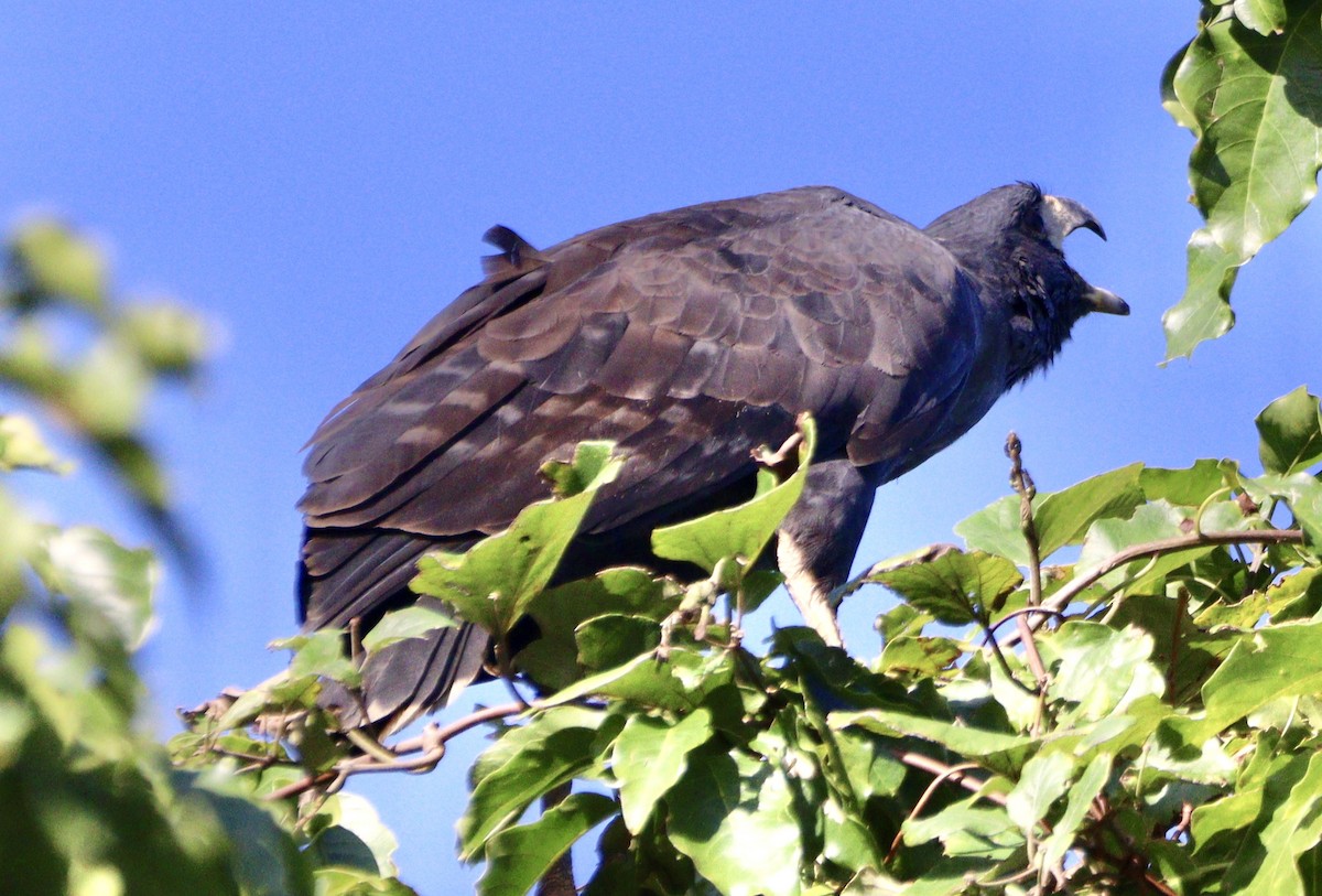 Great Black Hawk - ML620525897