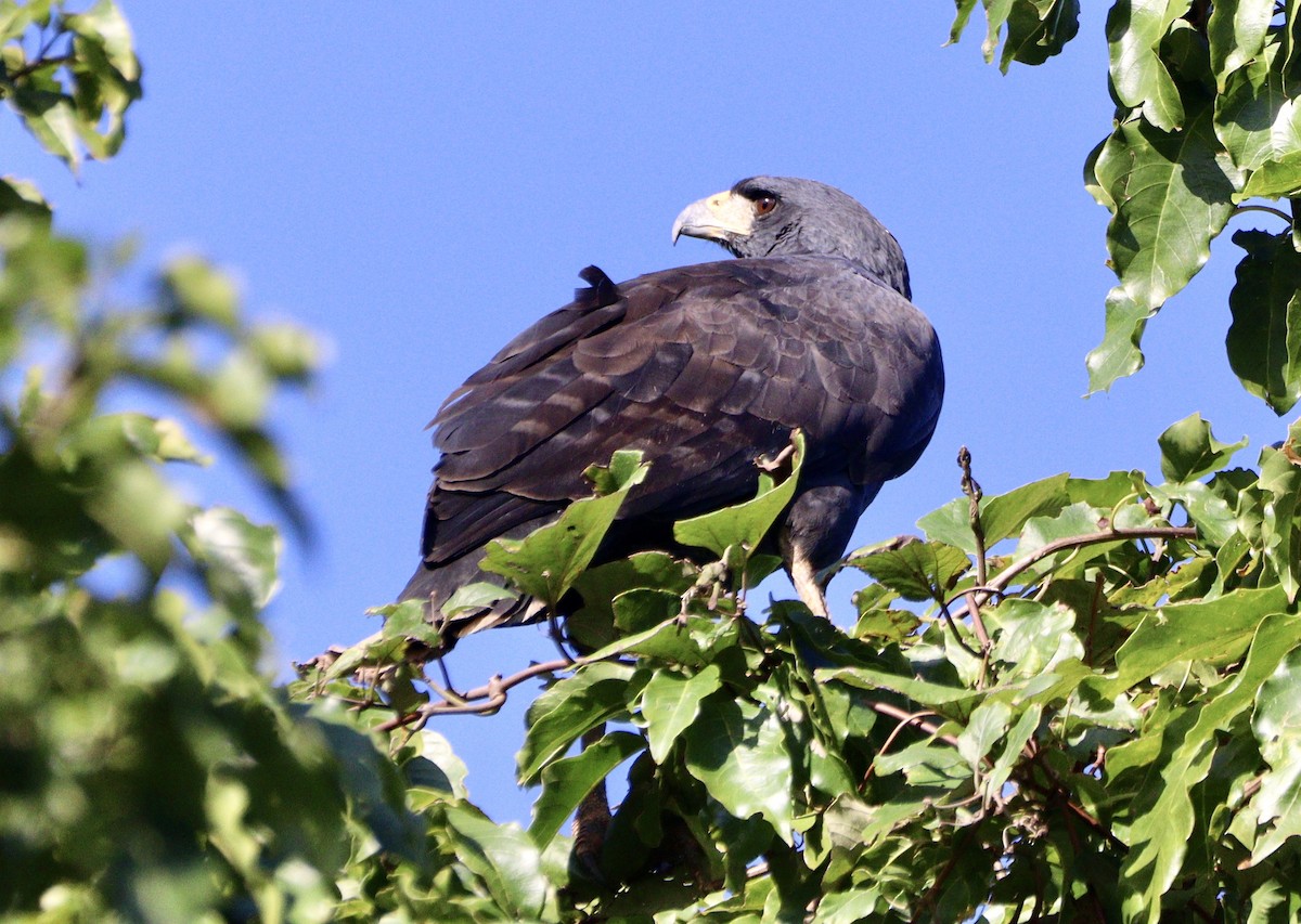 Great Black Hawk - ML620525900