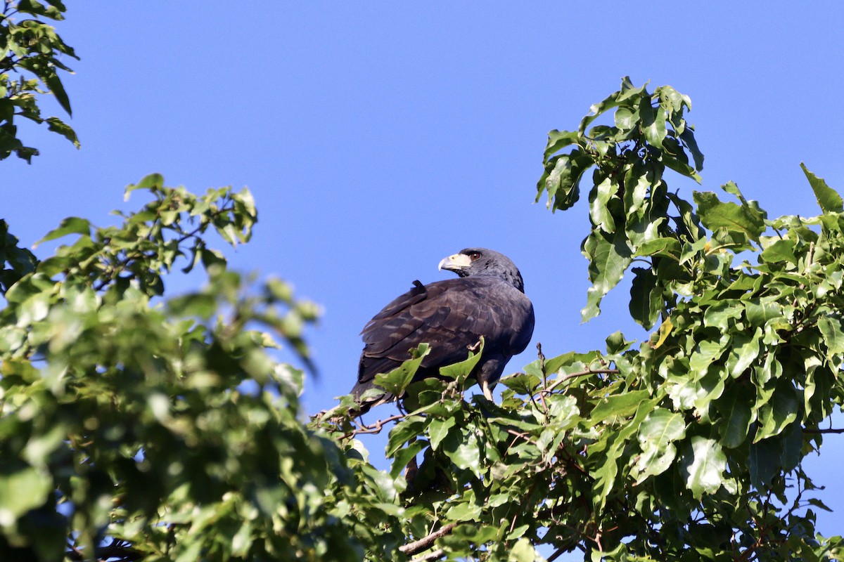 Great Black Hawk - ML620525901