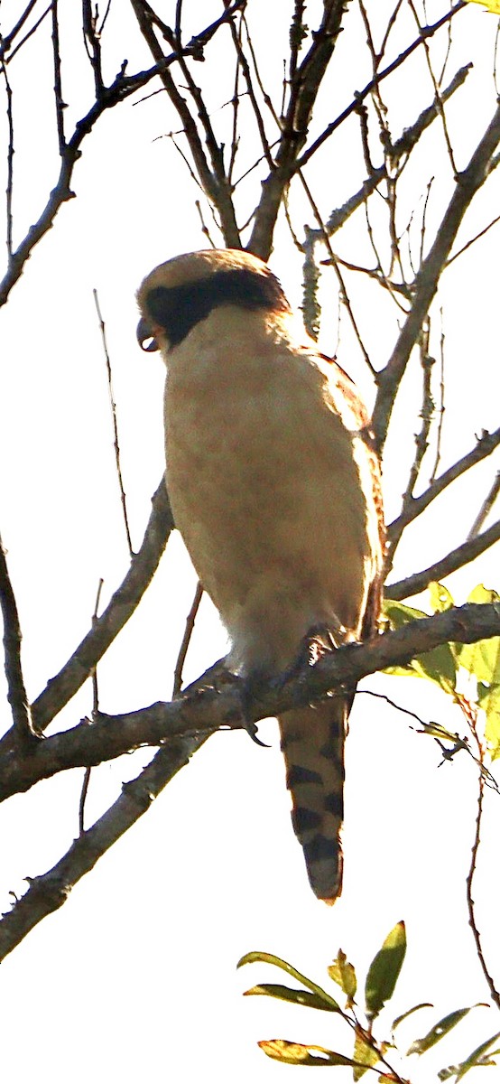 Laughing Falcon - ML620525903