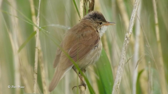 Common Reed Warbler - ML620525907