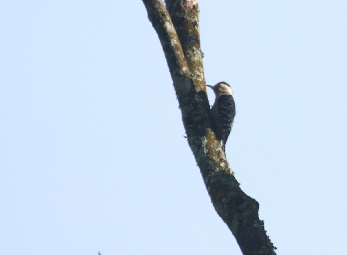 Freckle-breasted Woodpecker - ML620525910